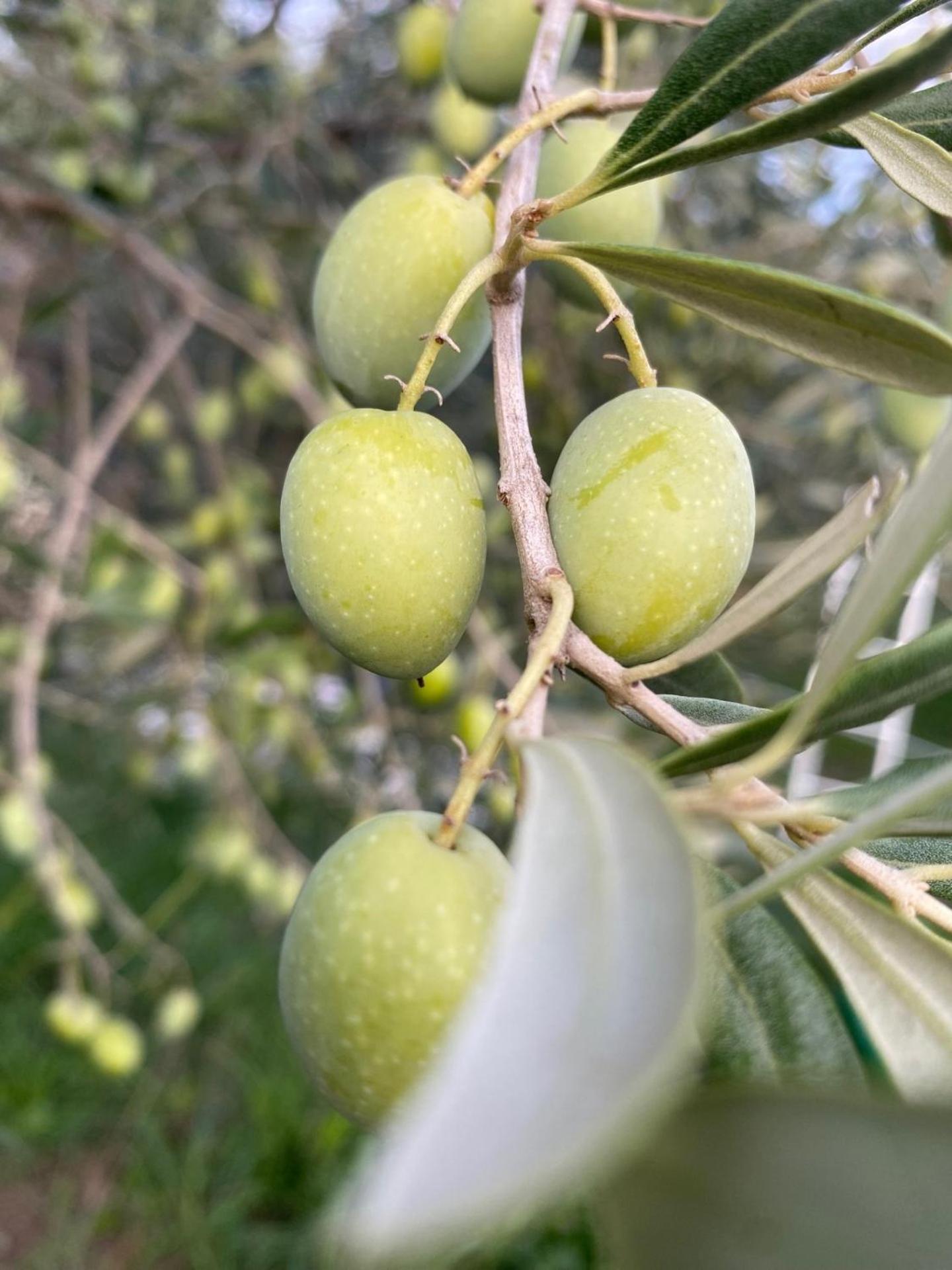 Agriturismo La Luciana Castiglione della Pescaia Luaran gambar